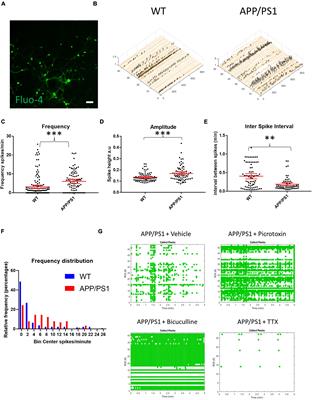 Aβ/Amyloid Precursor Protein-Induced Hyperexcitability and Dysregulation of Homeostatic Synaptic Plasticity in Neuron Models of Alzheimer’s Disease